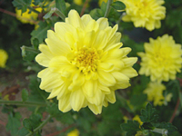 クリックすると大きな画像が出てきます。