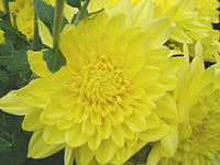 クリックすると大きな画像が出てきます。