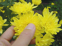 クリックすると大きな画像が出てきます。