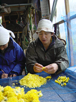 クリックすると大きな画像が出てきます。