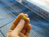 クリックすると大きな画像が出てきます。