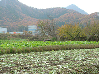 クリックすると大きな画像が出てきます。