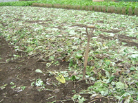 クリックすると大きな画像が出てきます。