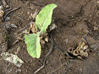 クリックすると大きな画像が出てきます。