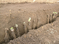 クリックすると大きな画像が出てきます。