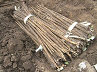 クリックすると大きな画像が出てきます。