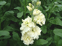 クリックすると大きな画像が出てきます。