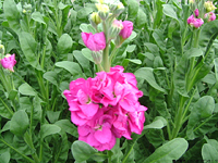 クリックすると大きな画像が出てきます。