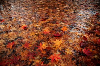 クリックすると大きな画像が出てきます。