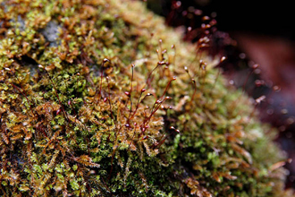 クリックすると大きな画像が出てきます。