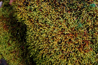 クリックすると大きな画像が出てきます。