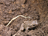 クリックすると大きな画像が出てきます。