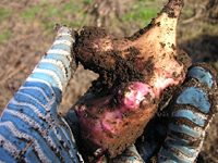 クリックすると大きな画像が出てきます。