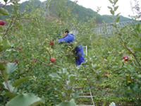 クリックすると大きな画像が出てきます。