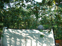 クリックすると大きな画像が出てきます。