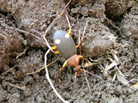 クリックすると大きな画像が出てきます。