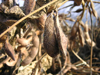 クリックすると大きな画像が出てきます。