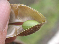 クリックすると大きな画像が出てきます。