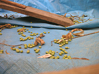 クリックすると大きな画像が出てきます。