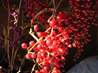 クリックすると大きな画像が出てきます。