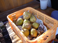 クリックすると大きな画像が出てきます。