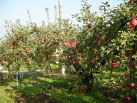 クリックすると大きな画像が出てきます。