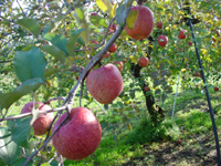 クリックすると大きな画像が出てきます。