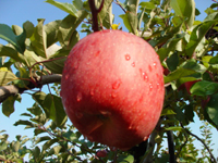 クリックすると大きな画像が出てきます。