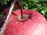 クリックすると大きな画像が出てきます。