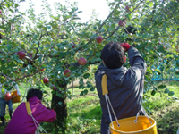 クリックすると大きな画像が出てきます。