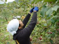 クリックすると大きな画像が出てきます。