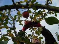 クリックすると大きな画像が出てきます。