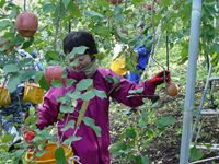 クリックすると大きな画像が出てきます。