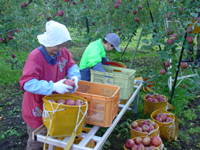 クリックすると大きな画像が出てきます。