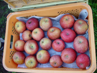 クリックすると大きな画像が出てきます。