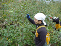 クリックすると大きな画像が出てきます。