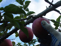 クリックすると大きな画像が出てきます。