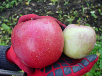 クリックすると大きな画像が出てきます。