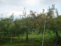 クリックすると大きな画像が出てきます。