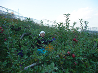 クリックすると大きな画像が出てきます。