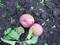 クリックすると大きな画像が出てきます。