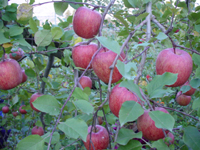 クリックすると大きな画像が出てきます。