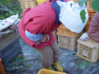 クリックすると大きな画像が出てきます。