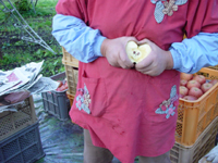 クリックすると大きな画像が出てきます。