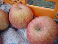 クリックすると大きな画像が出てきます。