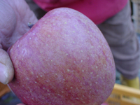 クリックすると大きな画像が出てきます。