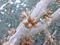 クリックすると大きな画像が出てきます。