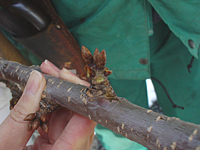 クリックすると大きな画像が出てきます。