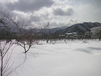 クリックすると大きな画像が出てきます。