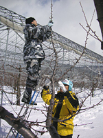 クリックすると大きな画像が出てきます。